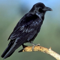 Raven