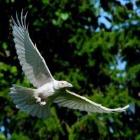 White Raven