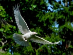 White Raven