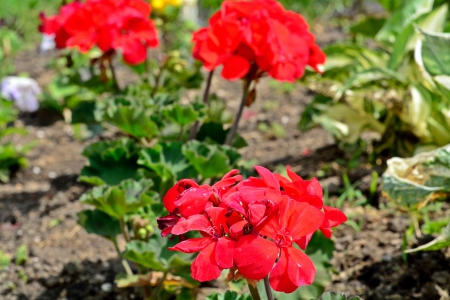 Red Flowers - pretty flowers, beautiful flowers, Red Flowers, red