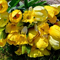 Yellow Tulips