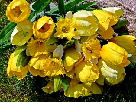 Yellow Tulips - spring flowers, Yellow Tulips, tulips, yellow flowers