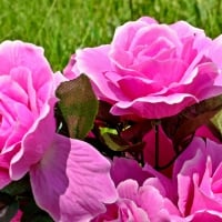 Lovely Pink Roses