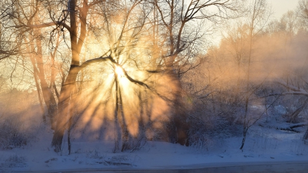 wonderful winter sunrise - river, trees, winter, fog, rays, sunrise