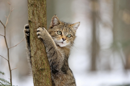 Cat - hat, pretty, cat face, beautiful, lovely, paws, cat, kitten, cute, cats, face, sleeping, animals, kitty