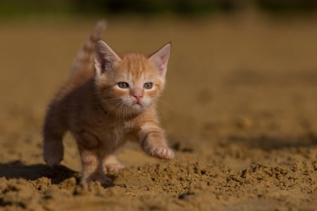 Cat - hat, pretty, cat face, beautiful, lovely, paws, cat, kitten, cute, cats, face, sleeping, animals, kitty