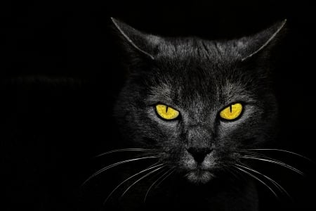 Eyes - black cat, background, eyes, monster kill