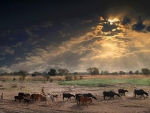 Shepherd Cows