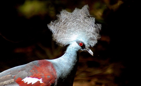 Amazing Pigeon - animal, pigeon, bird, beautiful