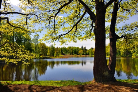 Forest lake - quiet, trees, branches, beautiful, forest, reflection, calmness, shore, serenity, lake, sky