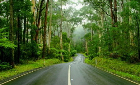 Hawaii road - tropics, travel, trees, greenery, tropical, summer, hawaii, path, road, trip, forest, walk, beautiful, grass