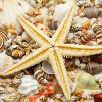 Shells and starfish