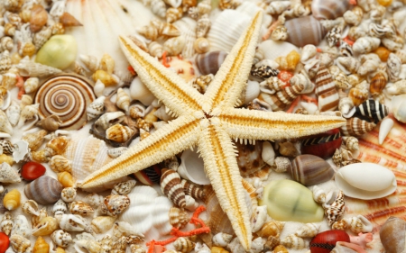 Shells and starfish - starfish, nature, sea, shells