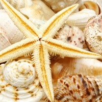 Shells and starfish