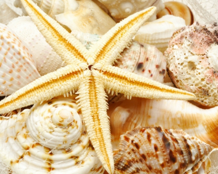 Shells and starfish - starfish, shells, nature, others