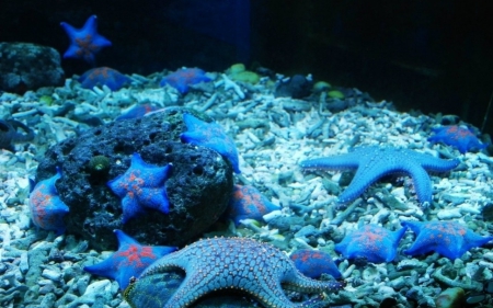 Blue starfish