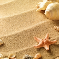 Shells and starfish