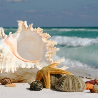 Shells and starfish