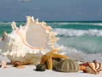 Shells and starfish