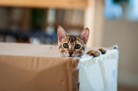 Cat - hat, pretty, cat face, beautiful, lovely, paws, cat, kitten, cute, cats, face, sleeping, animals, kitty