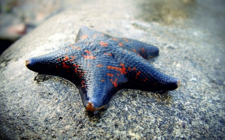 Starfish - starfish, nice, stone, nature