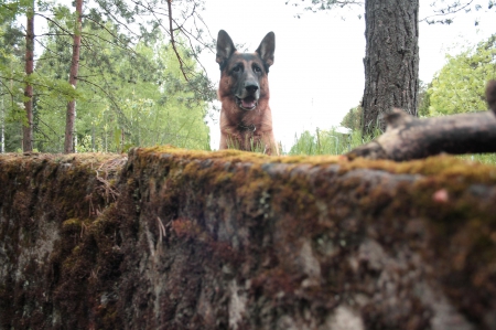 German shepherd - pretty, puppys, beautiful, dog, lovely, sweet, animal, dogs, cute, puppy, animals