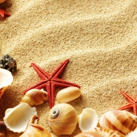 Shells and starfish