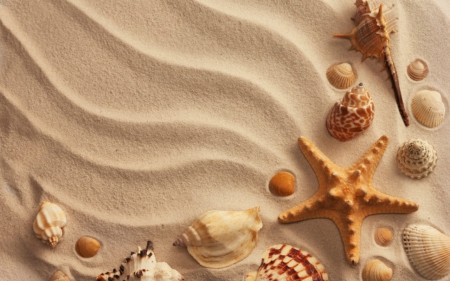 Shells and starfish - starfish, nice, shells, sands