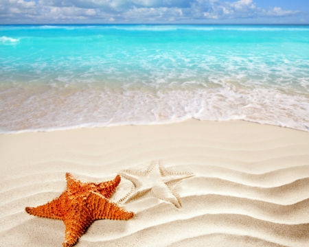 Starfish - starfish, sands, nature, beach