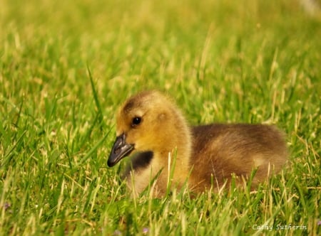 Baby Goose in the Evening Sun - nature, baby, geese, goose, animal, field, country