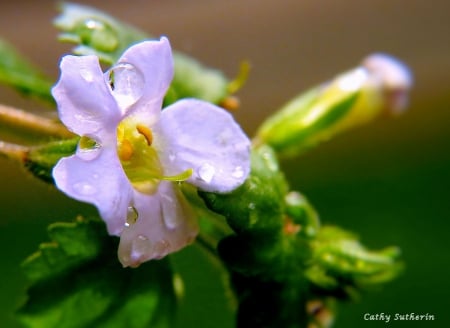 Sprinkles of Rain Grace A Flower - drops, flower, water, nature