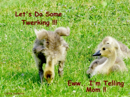 I Can Twerk! - humor, baby animal, entertainment, goose, animal, nature, funny, field, dance, country