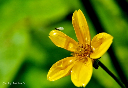 Bright As Sunshine - droplets, water, blooms, field, petels, country, storm, nature, flower