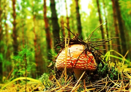 Fly Mushroom - plants, poisonous, trees, forest