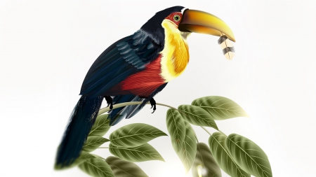 You Can Toucan - tropic, tropical, forest, south america, bird, bright, parrot, rainforest