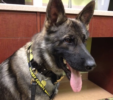 Kane - k9, police, dog, german shepherd