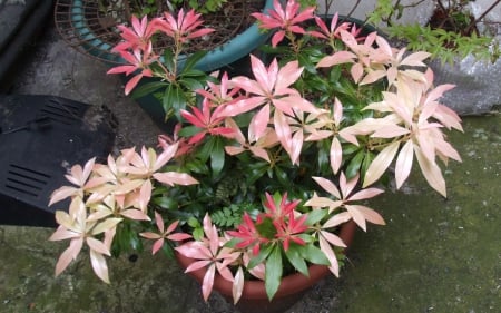 Pieris plant - plants, flowers, nature, red