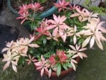 Pieris plant