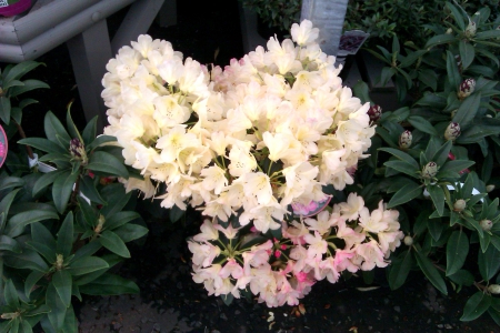 White Rhodo - flowers, white, garden, rhododendron, plant