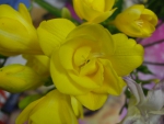 Yellow freesias