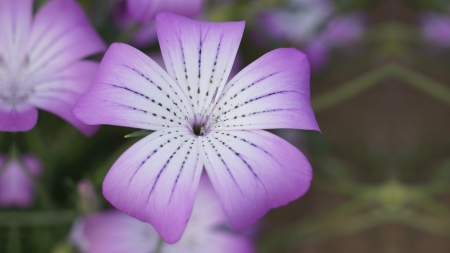 Flowers - wistaria, purple, light purple, flowers, flower