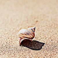 Shell