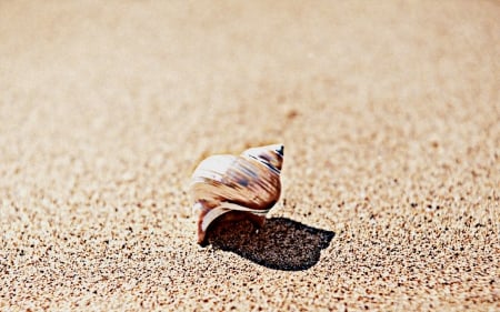 Shell - shells, brown, shell, sand