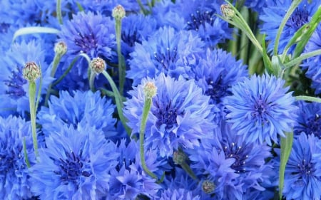 Cornflowers - nature, blue, cornflower, cornflowers, flowers, flower