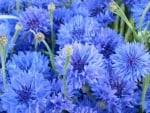 Cornflowers