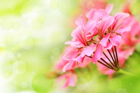 Pink Flowers - flowers, bokeh, nature, pink flowers, petals