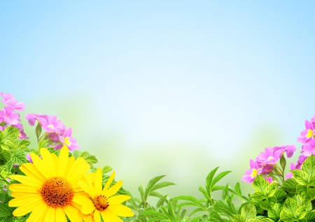 Pretty Flowers - flowers, spretty flowers, sunflower, nature, splendor