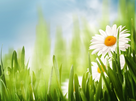 Daisies - nature, splendor, flowers, daisy, daisies, grass