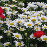 Tulips in A Field of Daisies