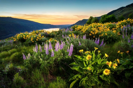 Sunrise At Columbia Gorge - yellow sunflowers, beautiful, sunrise, flowers, river, Oregon, purple lupins, mountains, canyon